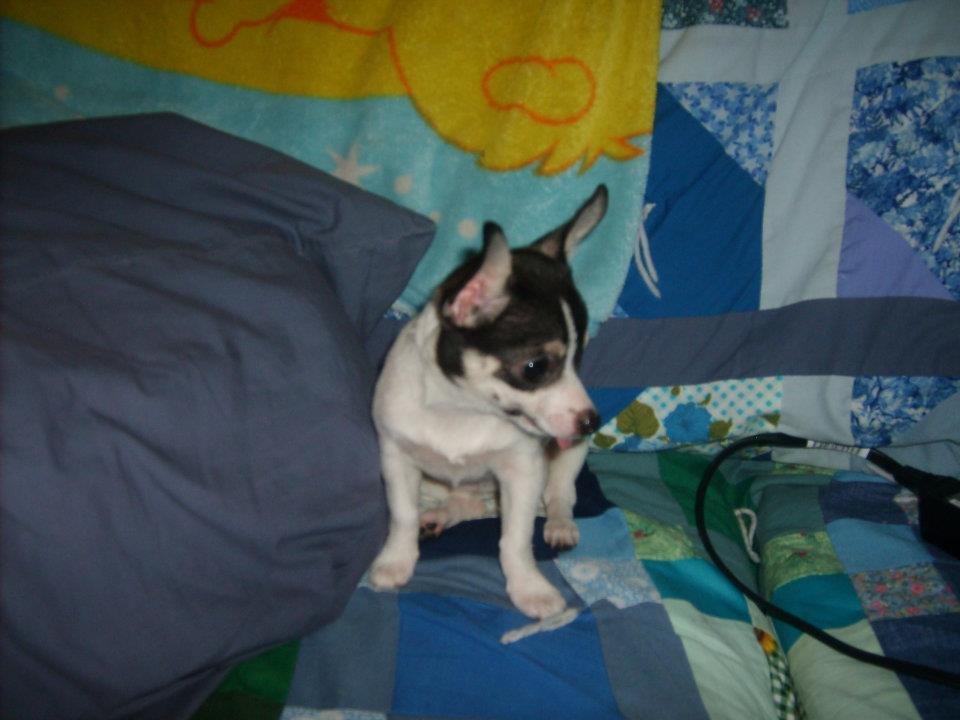 Ruby Pickens' album, Dog Pictures