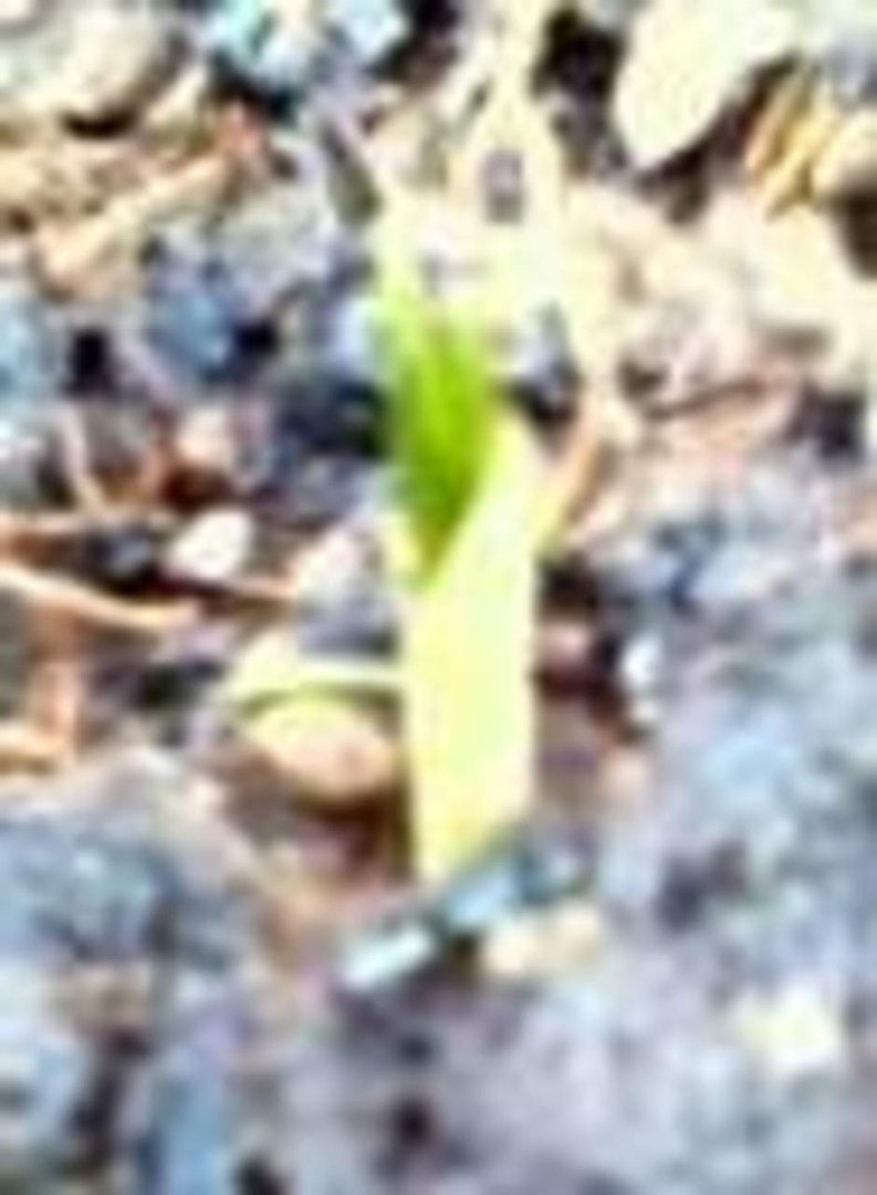 Regina Bragg's album, Welcome Spring 2014