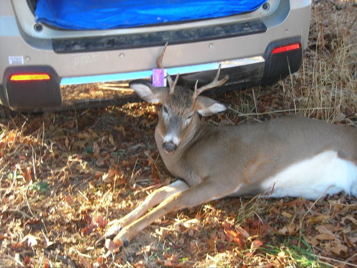 Dave Roughley's album, Animals Shot And/Or Photoed During 2010 Deer Season