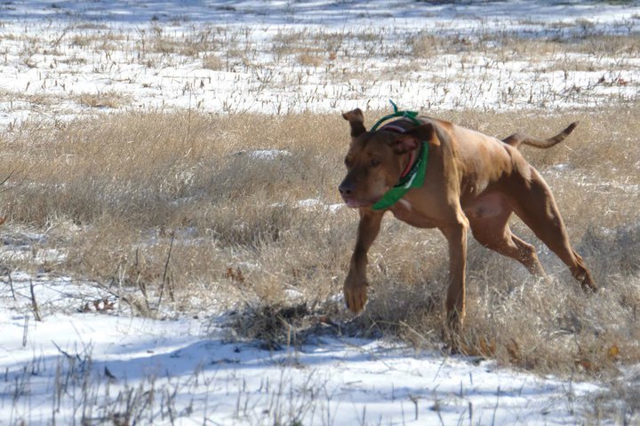 Vicki Chazan's album, Snow Day