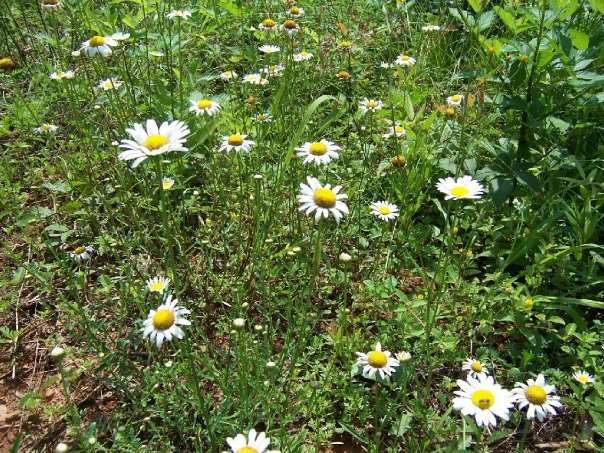 Amy Lewark's album, NC Creek Side Farm and Family