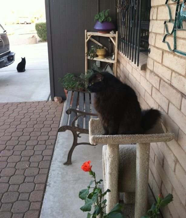 Sandi Simpson's album, Mobile Uploads