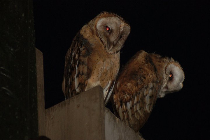 Nikki Elliott-White's album, 2011 Yori Ranches Owlets