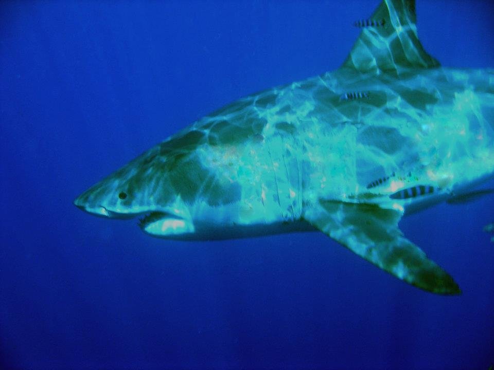 John Ayres' album, Isla Guadalupe