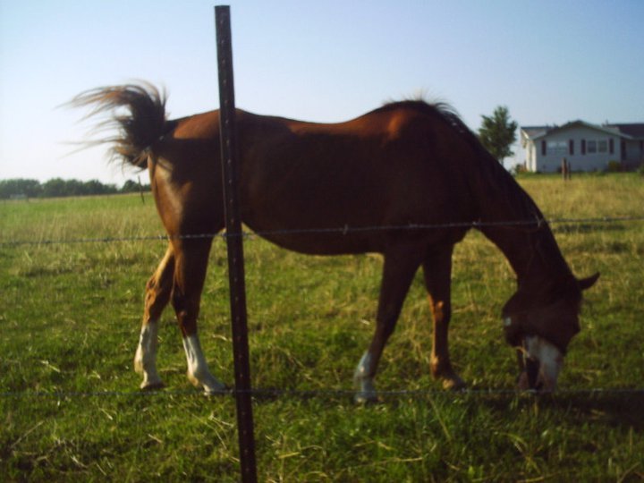 James Howe's album, horses