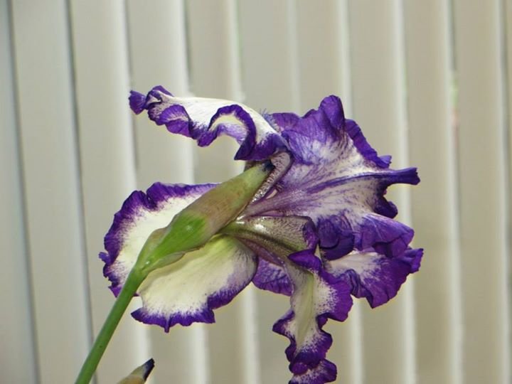 Tom Gard's album, pictures of flowers