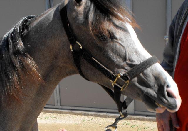 Janice Andersen's album, Arabian Horse Show 2013
