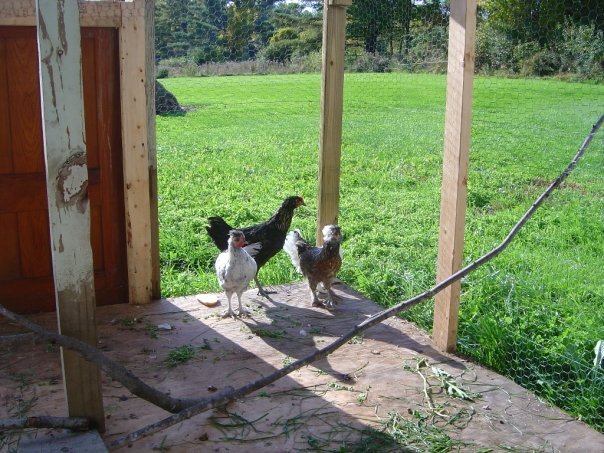 Jeff Varney's album, Chickens