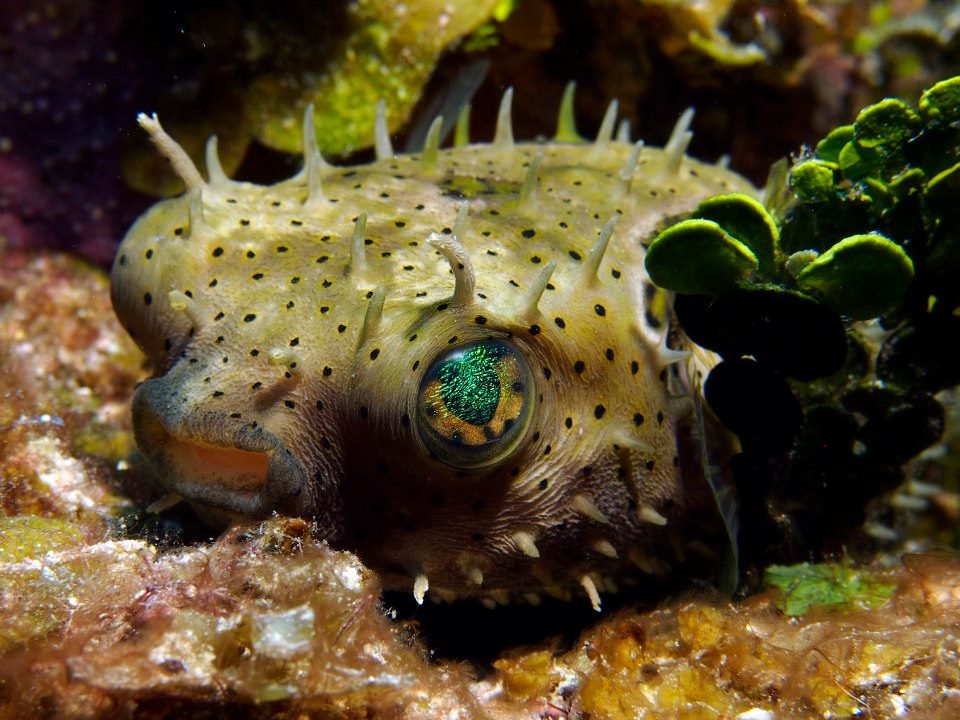 John Kotovsky's album, More Little Cayman 10-12