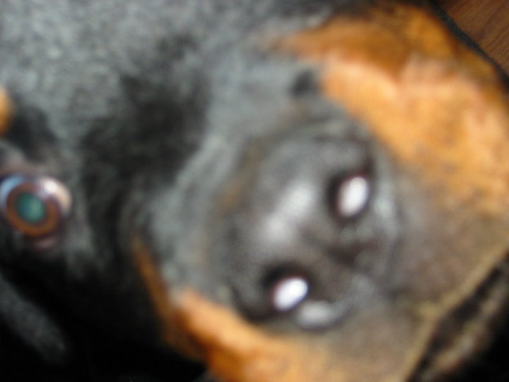 Barbara Maylor's album, Boo - Our Rescue Dog!