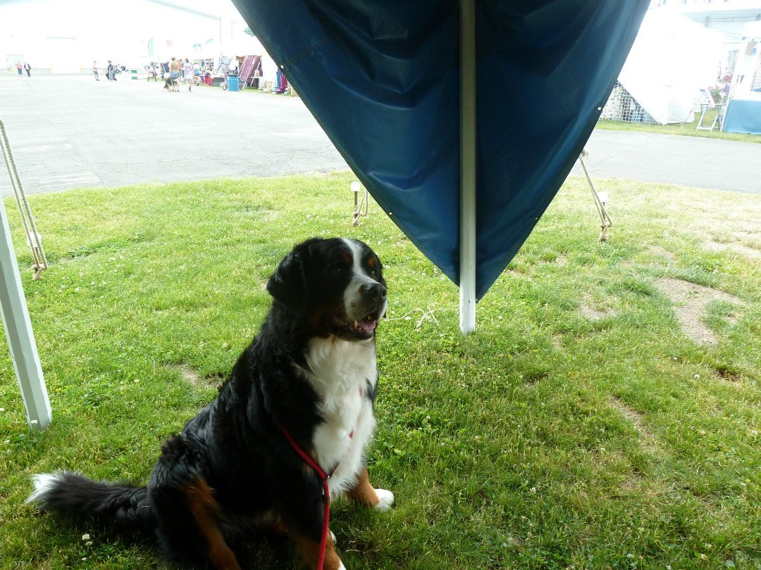 Kay Kierepka's album, Random Bernese Mtn Dog (not Tucker) and Liz's Visit July 2012