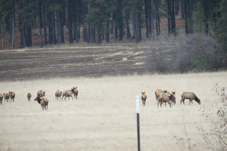 Donna Fladager's album, Lots of Wildlife