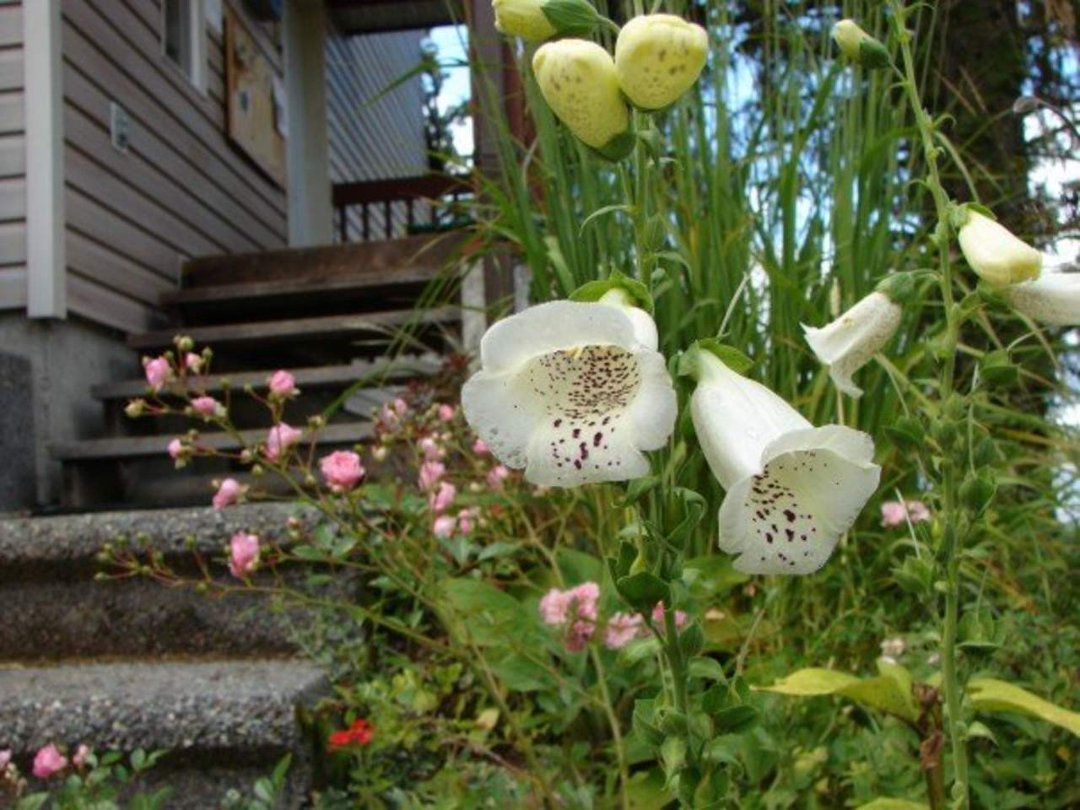 Joanne Smith's album, Flowers by Pam
