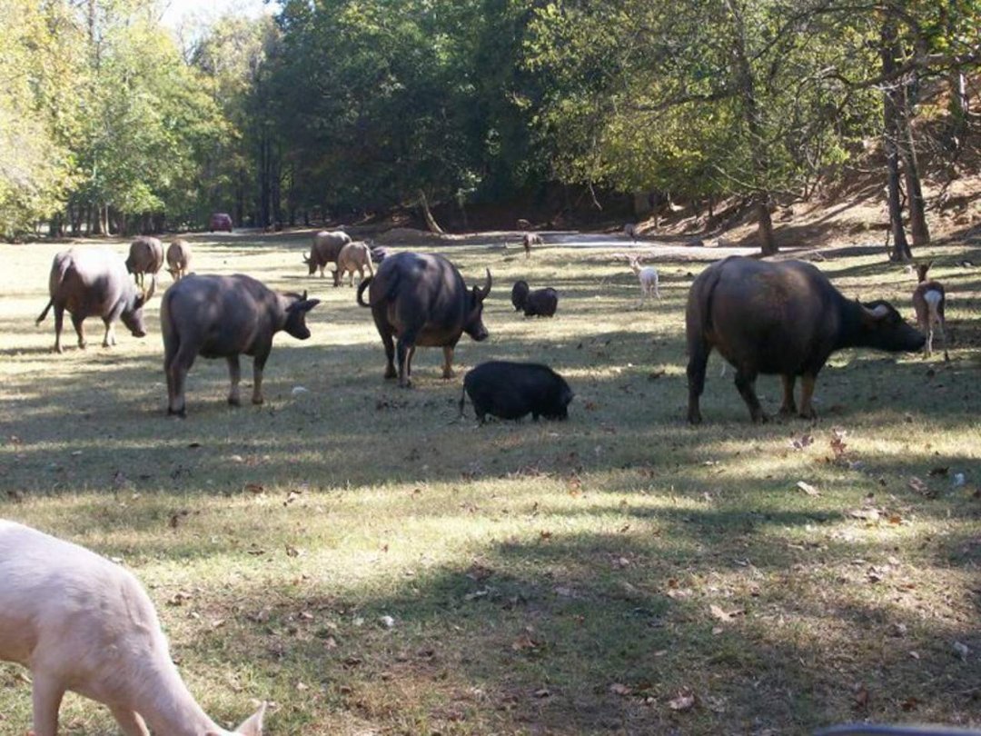 Lori Mayer's album, Lazy 5 ranch NC October 17, 2010