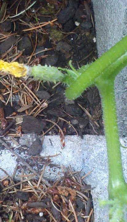 Donna Syme (Warden)'s album, Mobile Uploads