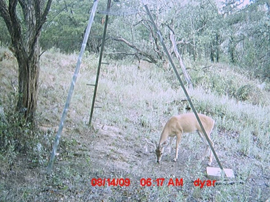 Randy Dyar's album, Hunting