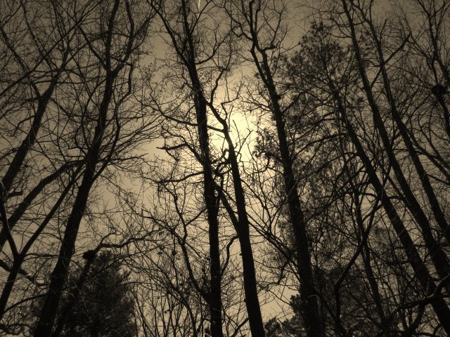 Abby Andersen's album, Cover Photos