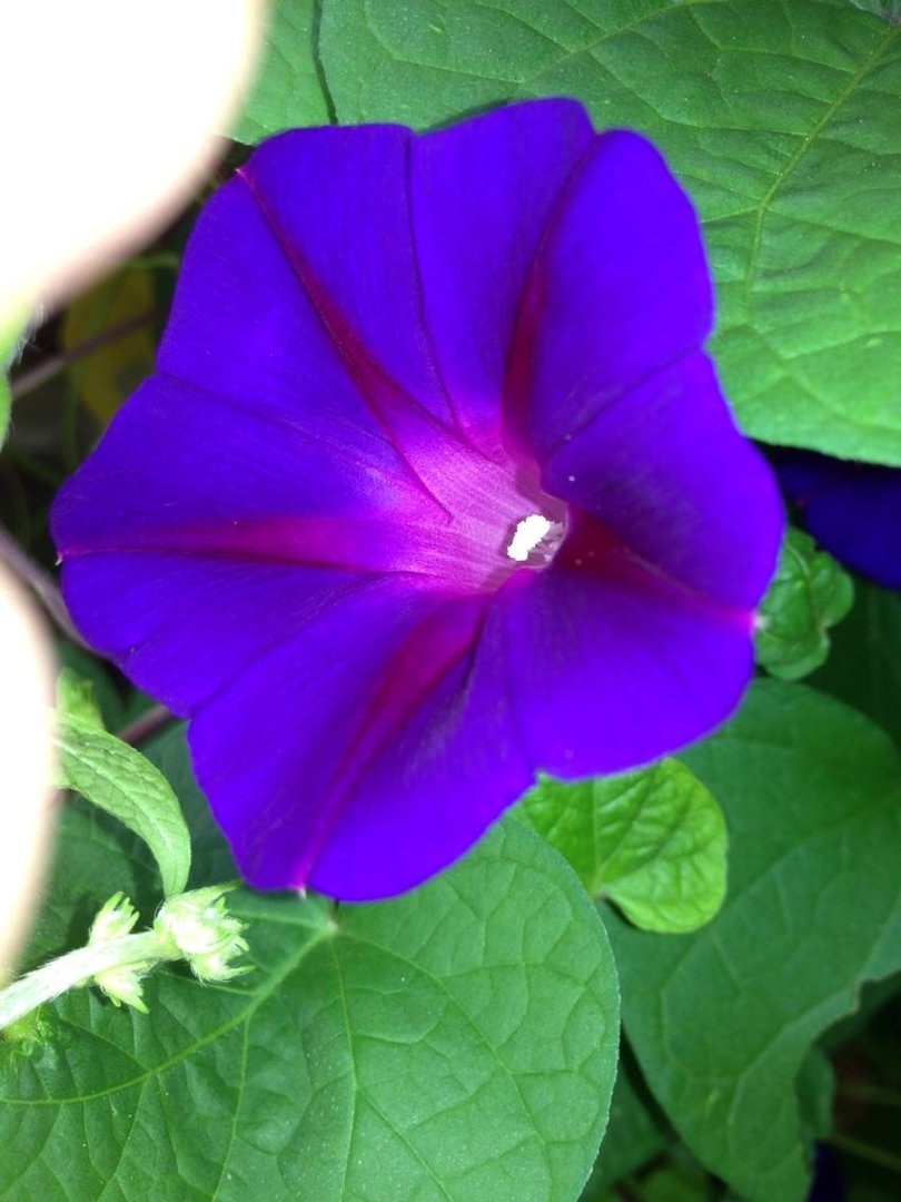 Barbara Brewer's album, Cover Photos