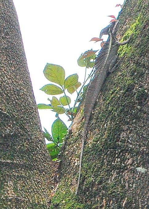 David Bangs' album, Costa Rica 2013