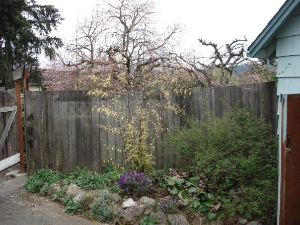 Don Morrison's album, Brentwood Bay Spring Pets Flowers Water