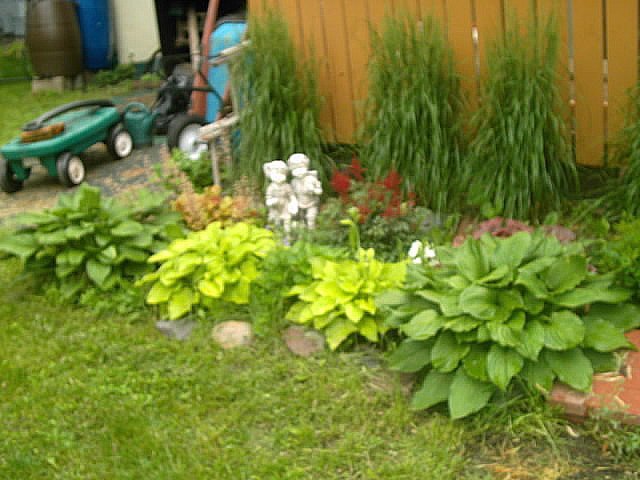 Joyce Pedersen's album, July 2011 garden