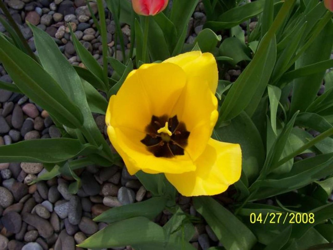 Diana Justice's album, Flower garden