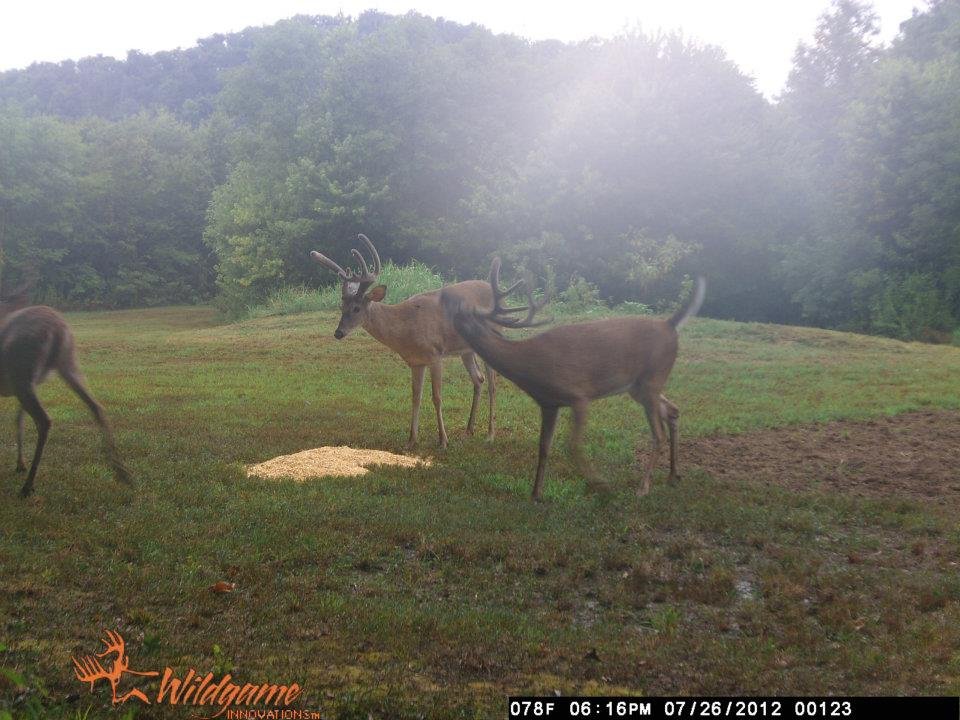 Todd Brouillard's album, Deer Camera
