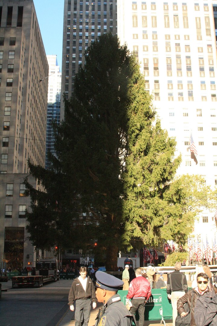 John King's album, 2010 xmas tree pre lights November 11, 2010