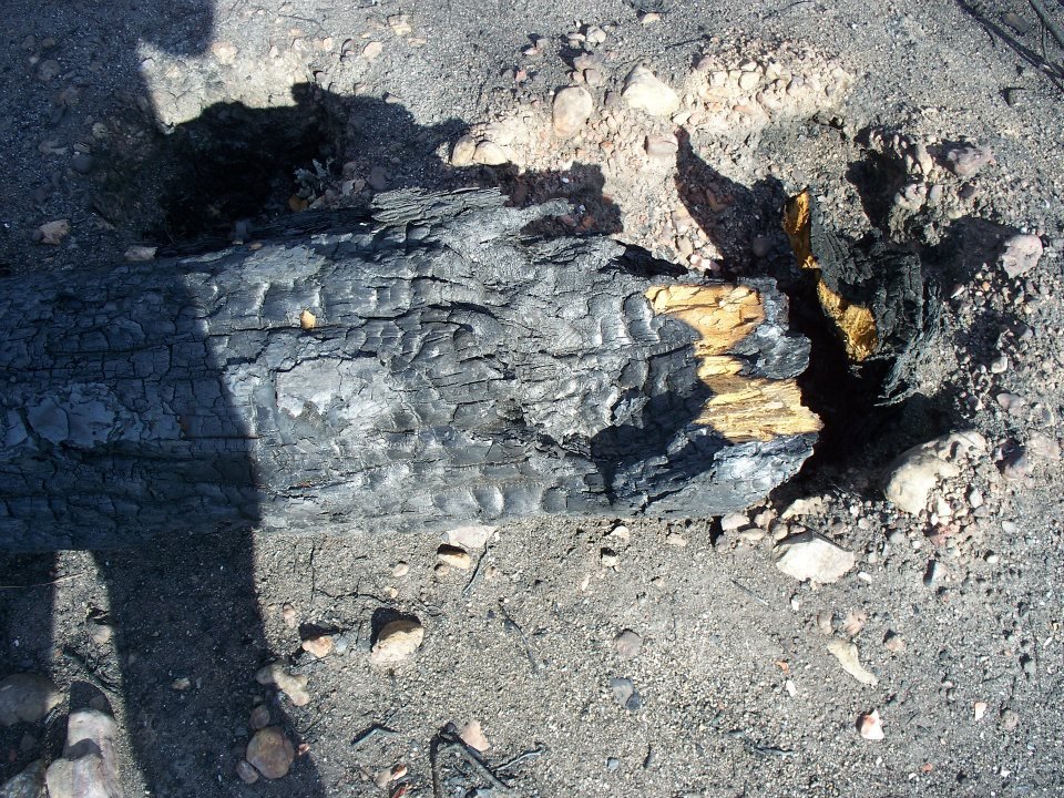 Al Brien's album, Bastrop Roadside Fire Damage