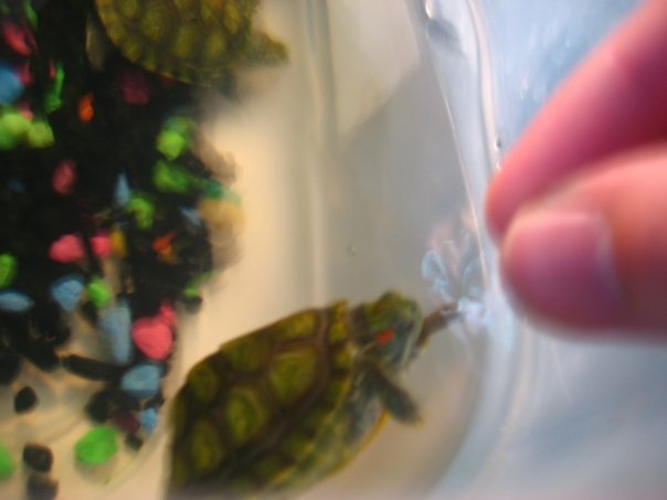 Todd Allison's album, Baby Turtles and Aquariums