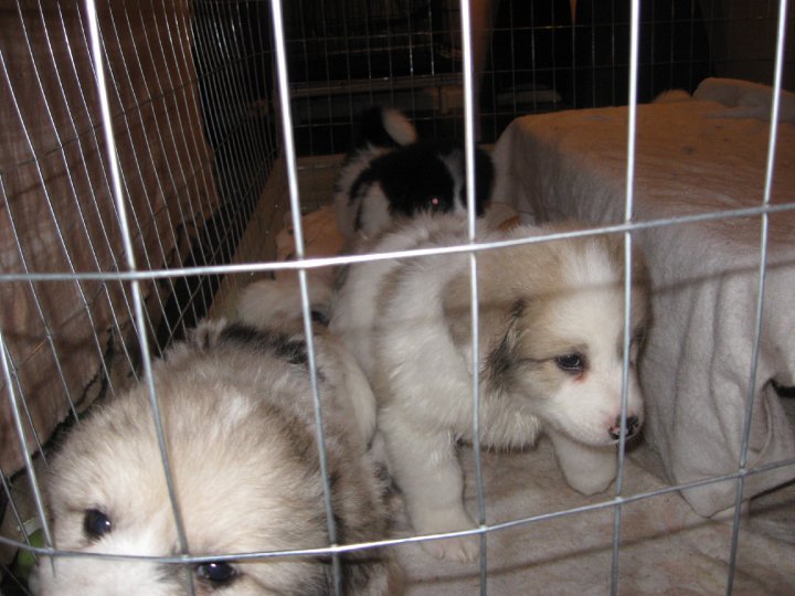 Sharon Drube's album, Zira and the Shakespeare pups