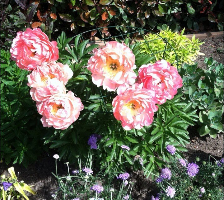 Donna Soderberg's album, iOS Photos