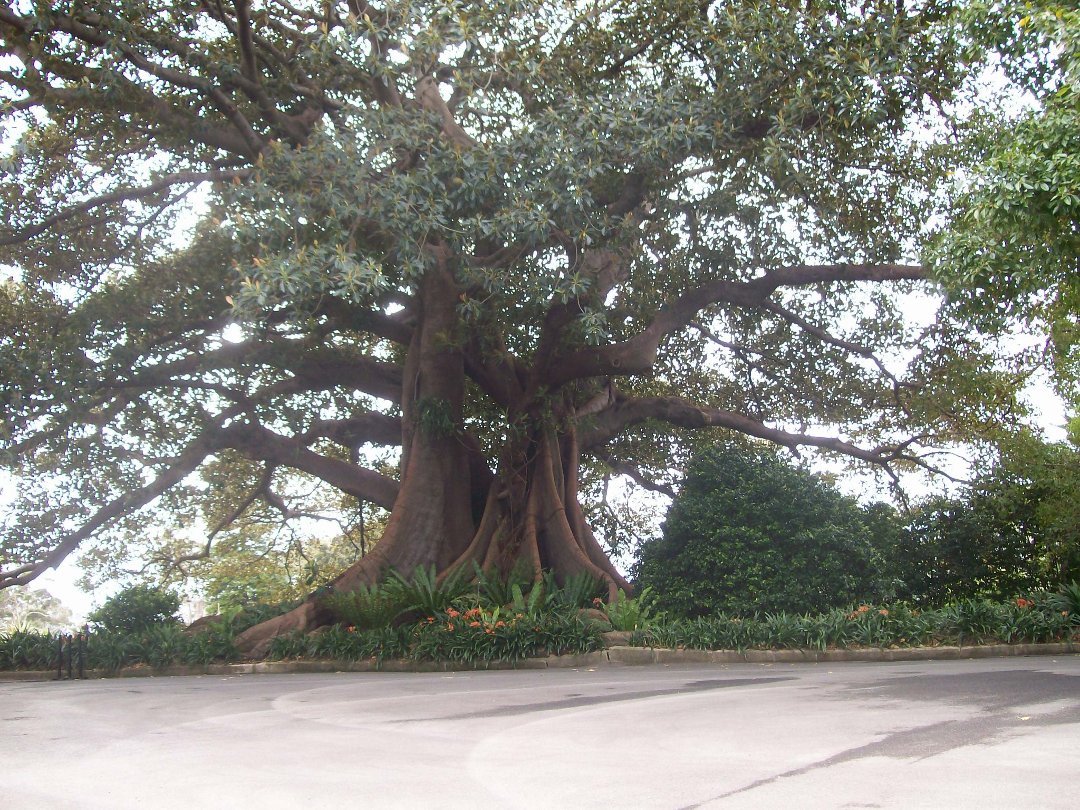 tim flinn's album, govners house