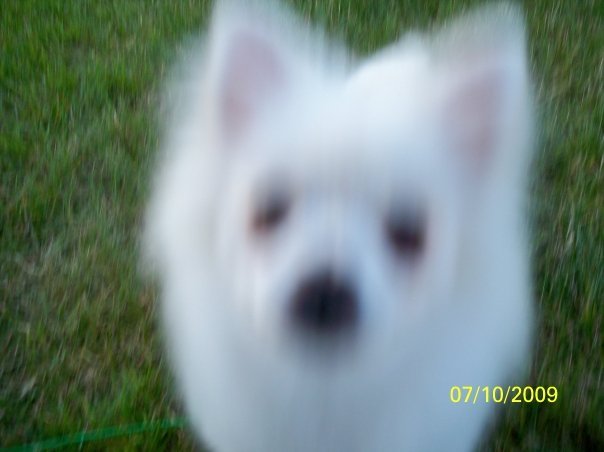 Ruth Masters' album, Pets