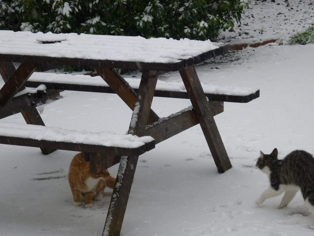 Linda K Berkeley's album, Georgie & Joey's 1st snow