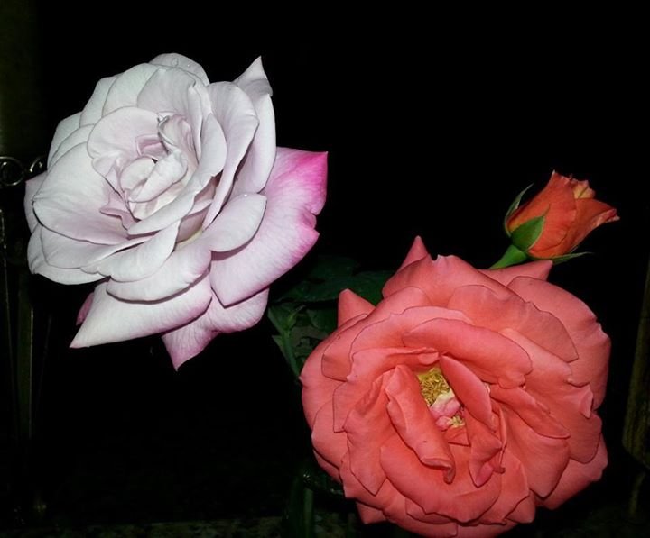Deborah Riner's album, Mobile Uploads