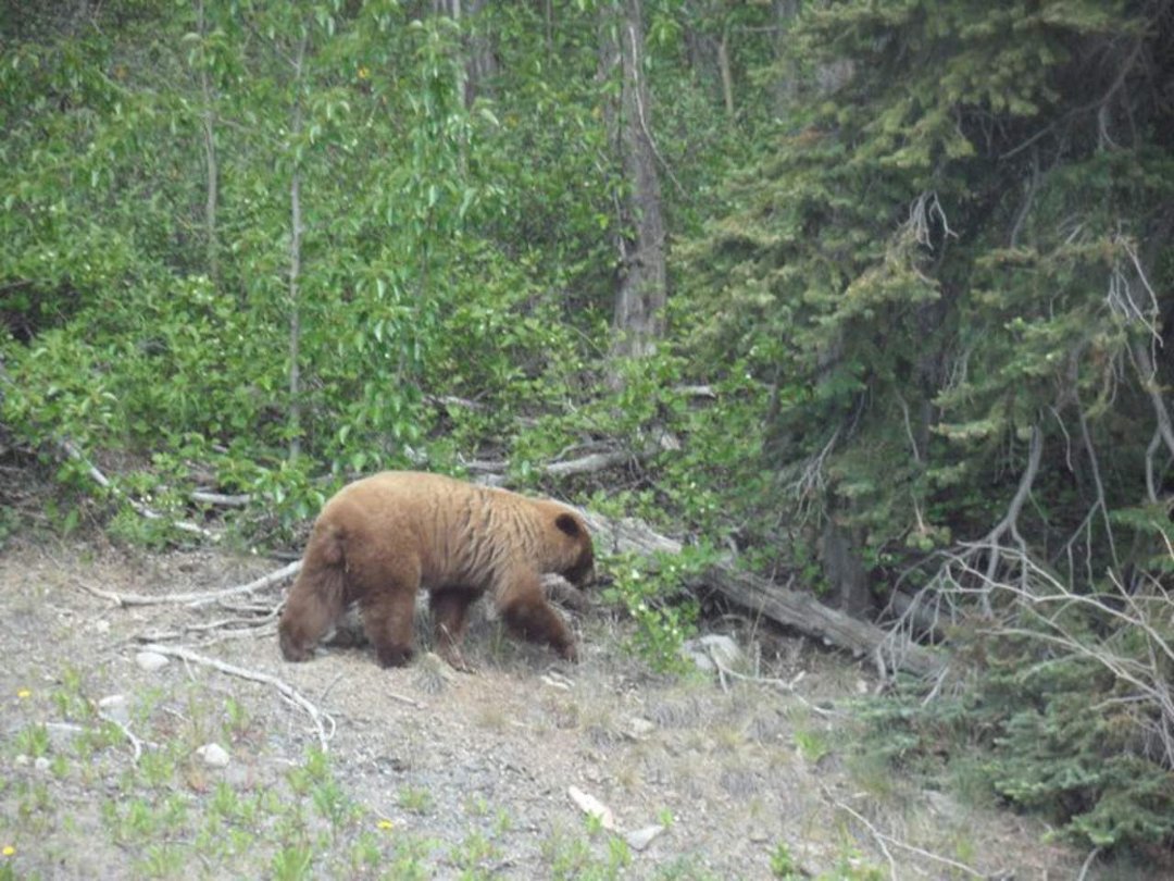 Jane Bedard's album, Alaska