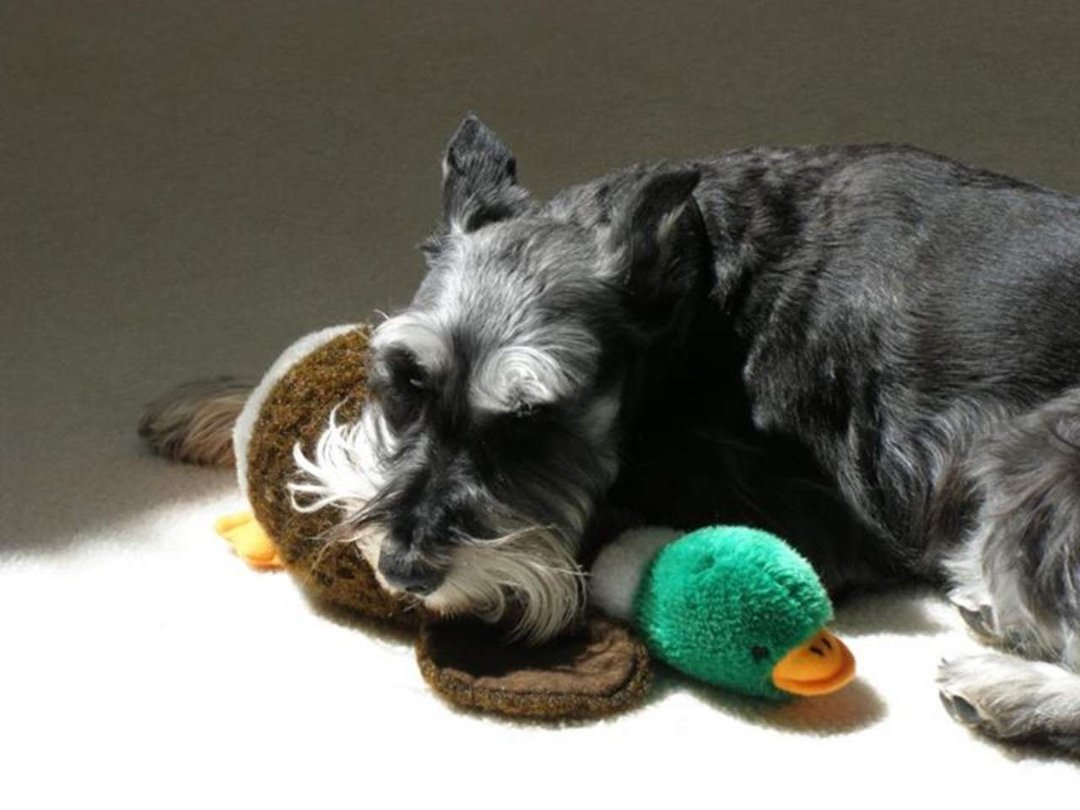 David Ullrich's album, Buddy