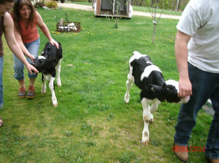 Michael Davis' album, Our first calves