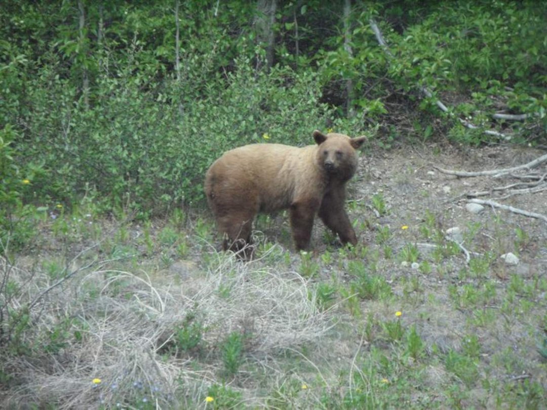 Jane Bedard's album, Alaska