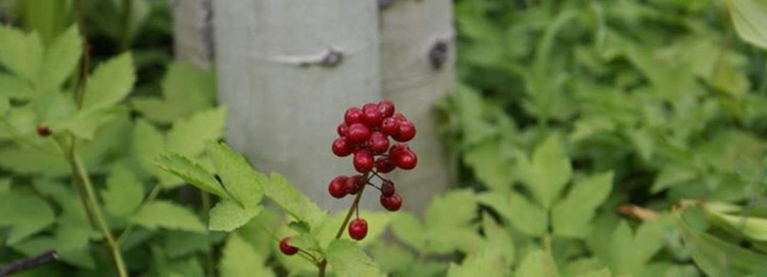 Gary B. Haley's album, Cover Photos