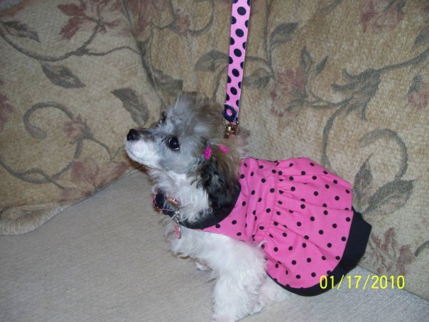 Joyce McGahan's album, MY dog Lila
