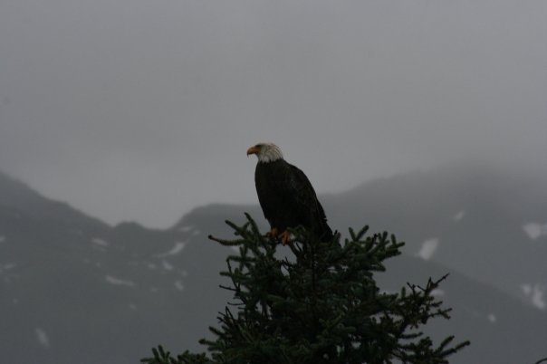 Jeff Juneman's album, Alaska