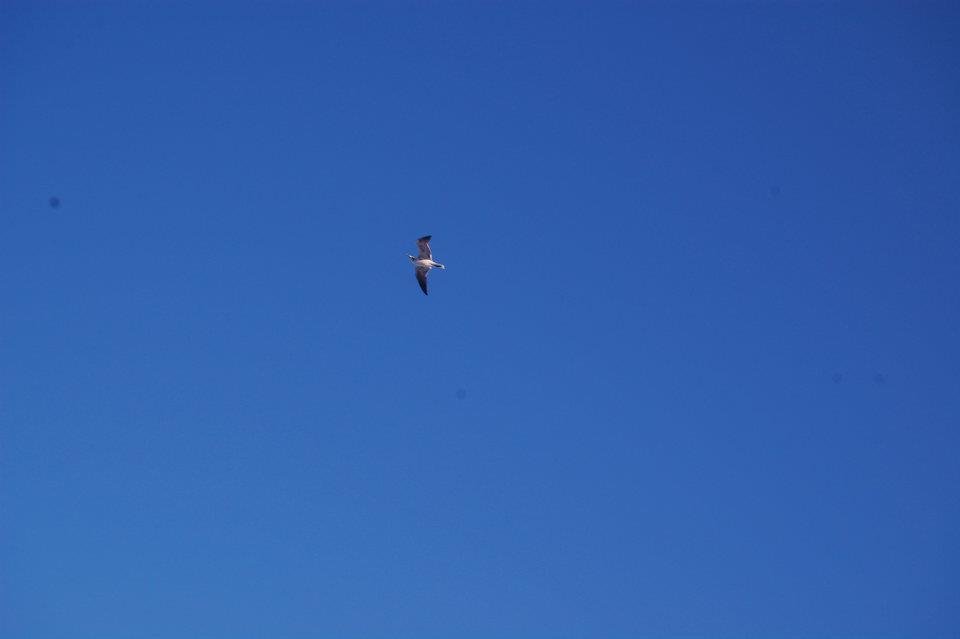 Vickki Carroll's album, Gulf Shores