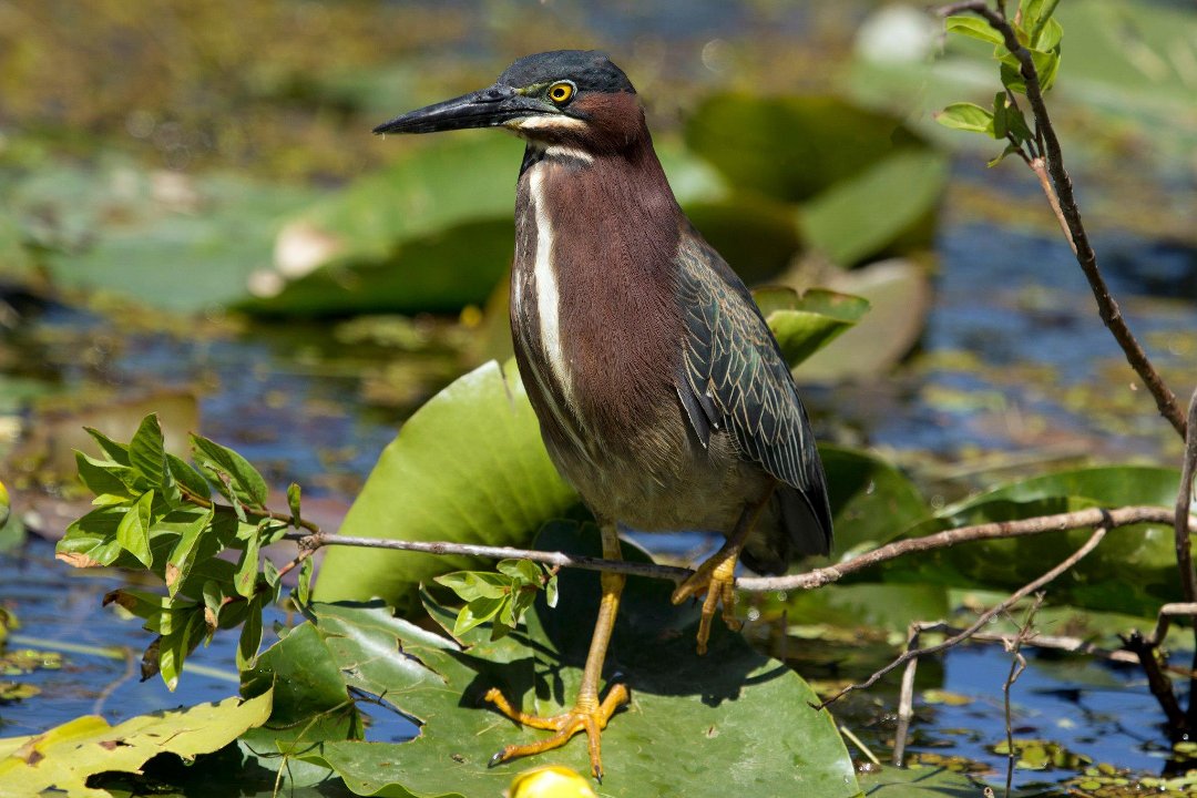Kit Mulligan's album, Green Herons at Shark Valley, Everglades March, 2013