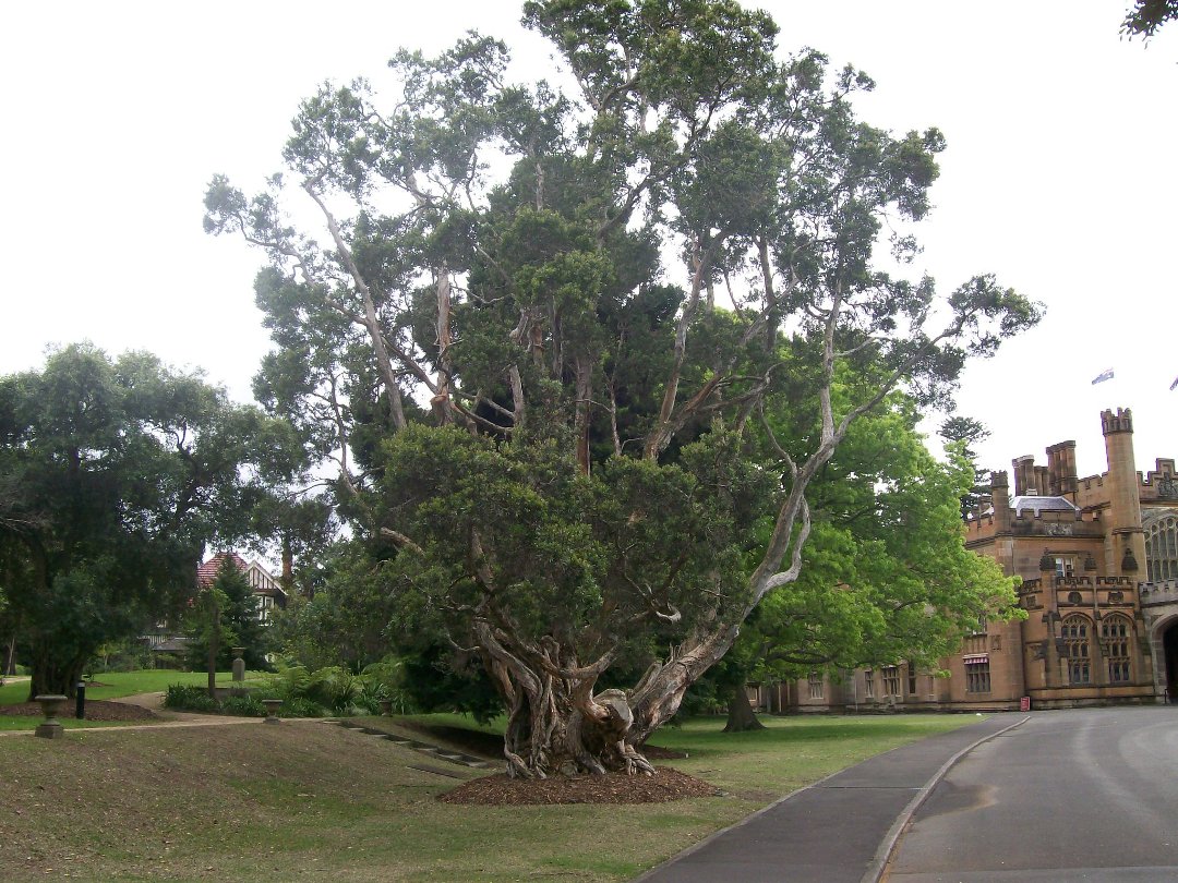 tim flinn's album, govners house