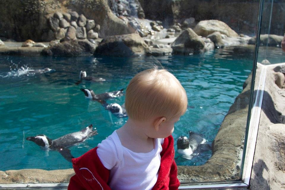 Ryan McDonald's album, Daddy and Caleb at the Zoo