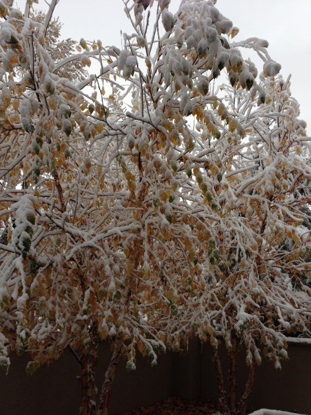 Lynn Plummer's album, iOS Photos
