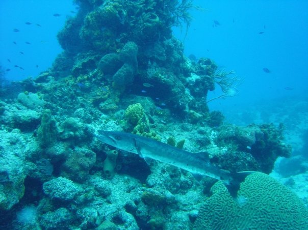 Michael Cochran's album, Underwater Cozumel