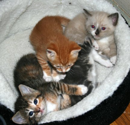 Anthony Willott's album, Kittens